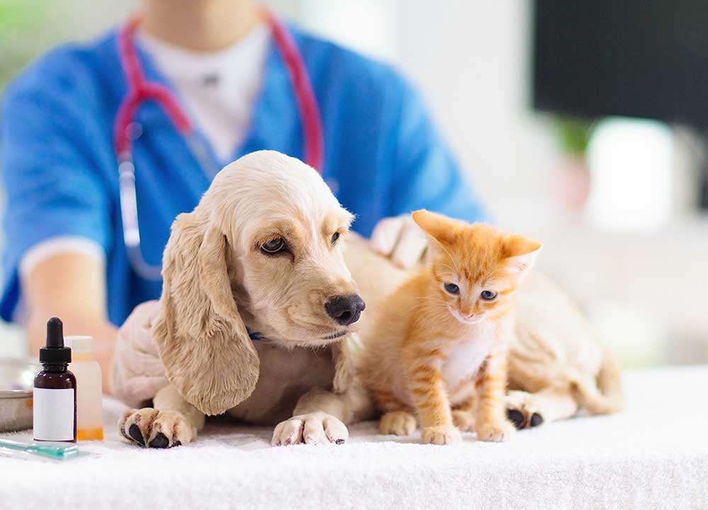 Pets and Pet Care